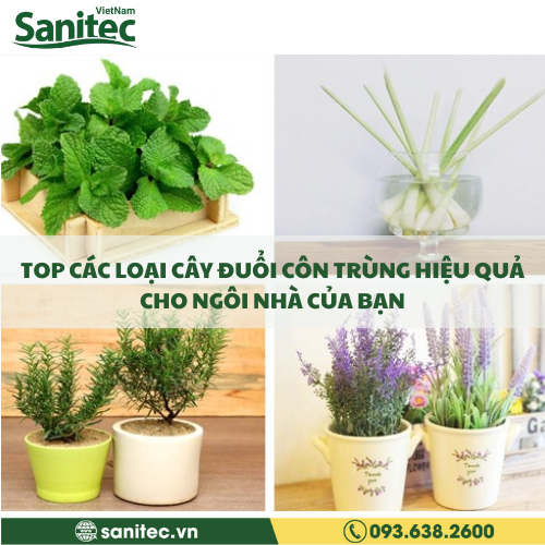 TOP CÁC LOẠI CÂY ĐUỔI CÔN TRÙNG HIỆU QUẢ CHO NGÔI NHÀ CỦA BẠN